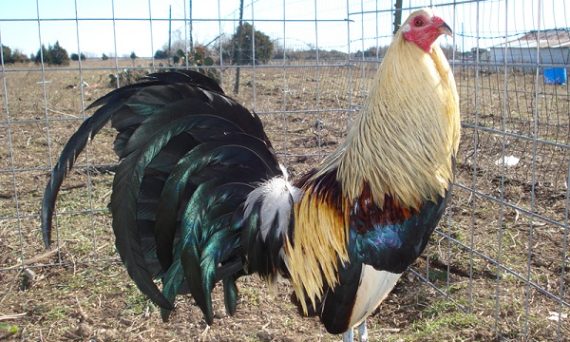 Màu gà đá cựa sắt dấu hiệu của một chiến thần cần được biết 33 mau ga da cua sat