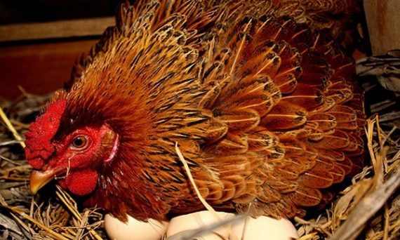 Cách đúc gà đá với 3 điều quan trọng cần biết 28 cach duc ga choi tot