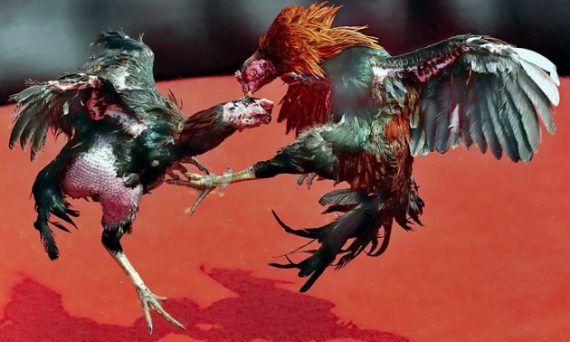 Đá gà bịp cùng những mánh khóe được bật mí khá hay 34 da ga bip