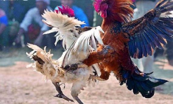 Nhận diện gà đá cựa hiếu chiến và dũng mãnh chuẩn xác 26 ga da cua sat