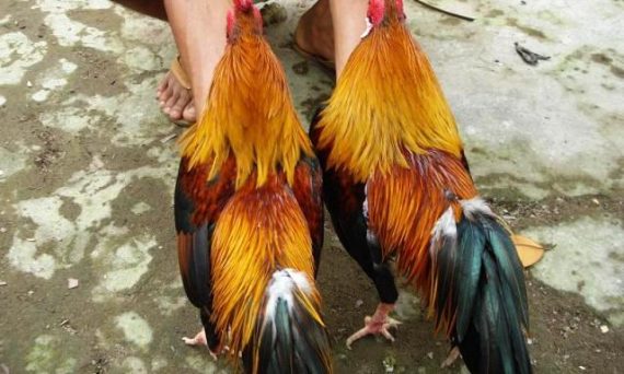 Top gà đá cựa sắt được xếp vào hàng linh kê hiếm gặp 14 ga song sinh