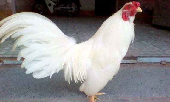 Phương pháp lai gà đá hiệu quả nhất từ xưa đến nay 10 ky thuat lai tao ga cua