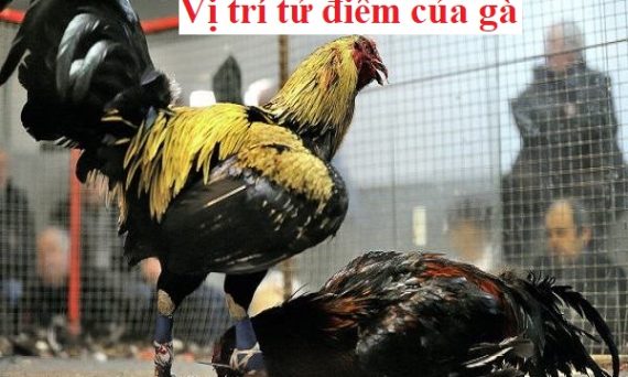 Tử điểm gà đá cựa dành cho các ae sư kê cần biết 22 tudiemcuaga