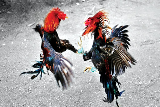 Cách dạn gà đá cựa sắt bằng những bí quyết siêu hay 18 Cach dan ga da cua