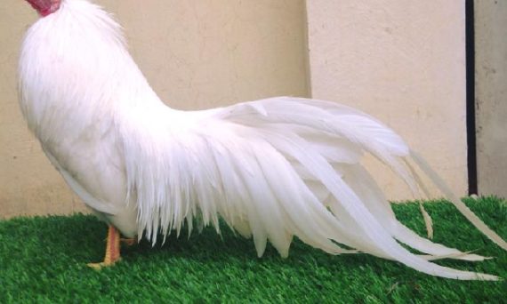 Nuôi gà tre cùng những thú vui đặc biệt của AE sư kê 6 nuoi ga tre kieng