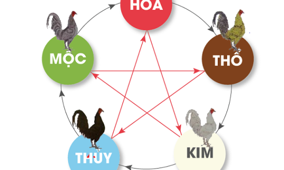 Xem tướng gà đá theo thuyết ngũ hành tương sinh tương khắc 1 xem mau mang ga da theo ngu hanh phong thuy