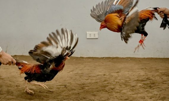 Lối đá gà hay quyết định chiến thắng của một trận đấu 43 loi da ga tre