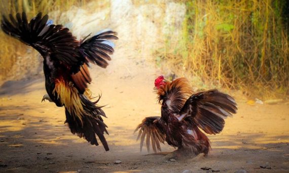 Muốn gà đá tới pin nhanh thì phải làm như thế nào? 1 quan hoi