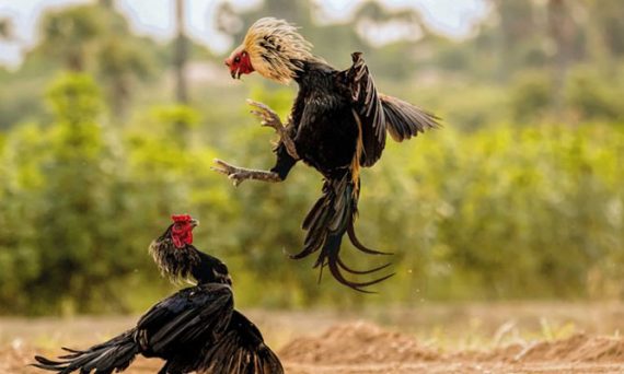 Tập lực gà đá theo các tư thế bí truyền của các sư kê 38 tap luc ga da