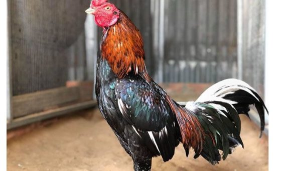 Thuốc nuôi gà đá bo hiệu nghiệm nhất thị trường hiện nay 25 ga jap asil