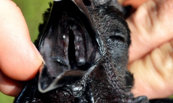 Gà đá lưỡi đen cùng những điều bạn chưa biết về quý kê này 16 ga luoi den1