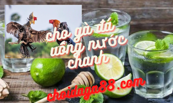 Gà đá uống nước chanh có tác dụng như thế nào? 21 you