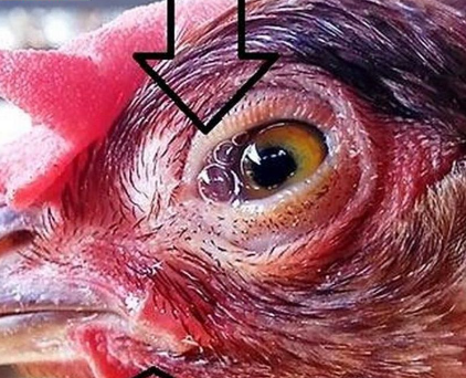 Gà đá mù mắt thì phải chữa trị bằng cách nào? 10 gadamumat