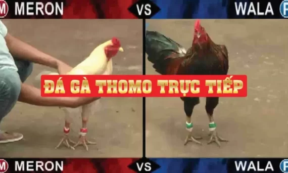 Dagathomo là trò cá cược đá gà trực tiếp hot nhất hiện nay? 5 tructiep dagathomo