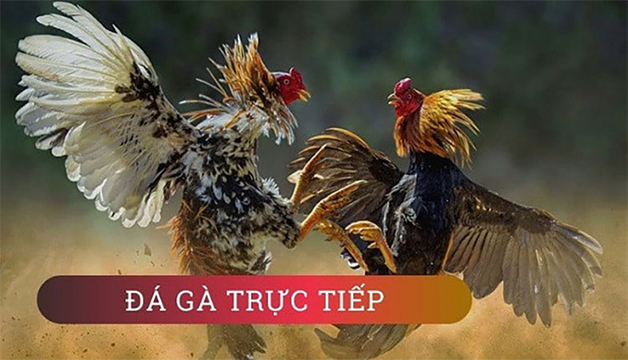 Xem đá gà trực tiếp 2023 Hướng dẫn chi tiết từ A-Z 9 ly do ne xem da ga truc tiep