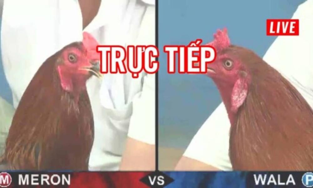 Xem đá gà trực tiếp Thomo miễn phí - Uy tín và Thú vị 22 da ga truc tiep