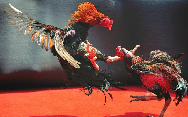 Cách thắng cược đá gà chuẩn 100% là có thật không? 12 dagathomo