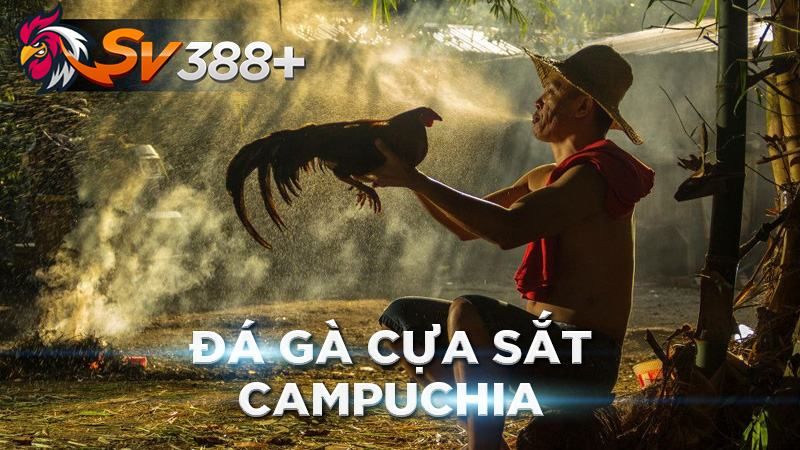 Những Sòi Gà Nổi Tiếng Nhất Campuchia ? 4 1696155321391