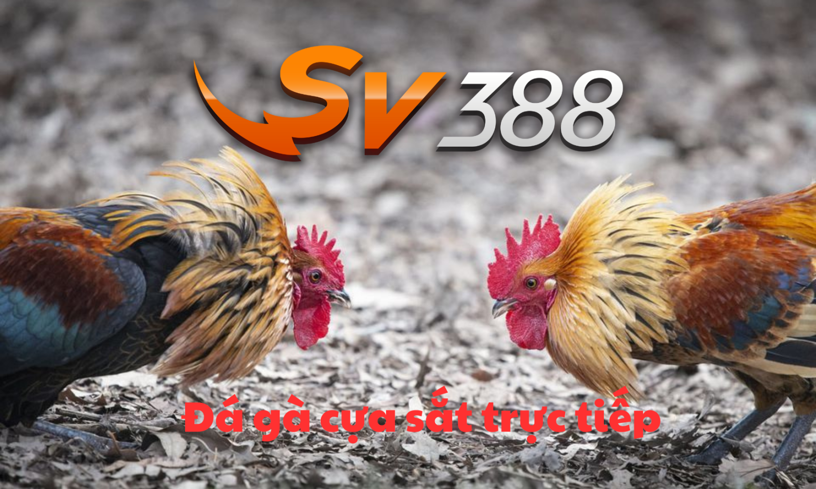 Trường đá gà Thomo có được chơi tiền Việt không ? 12 Da ga cua sat truc tiep