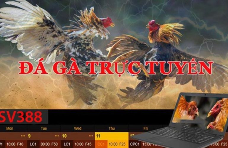 Xem đá gà trực tiếp SV388 ở đâu uy tín nhất ? 31 SV388 Truc Tiep den tu dau