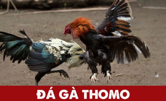 Đá gà Thomo trực tiếp mới nhất hôm nay - Nơi bạn nên xem ? 6 da ga thomo2 1 696x425 1