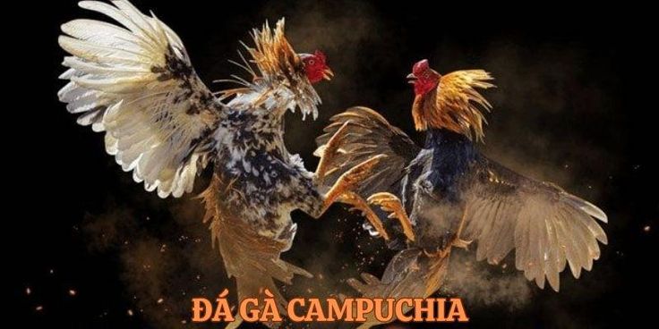 Đá gà Campuchia thu hút người chơi siêu khủng 8 daga campuchia