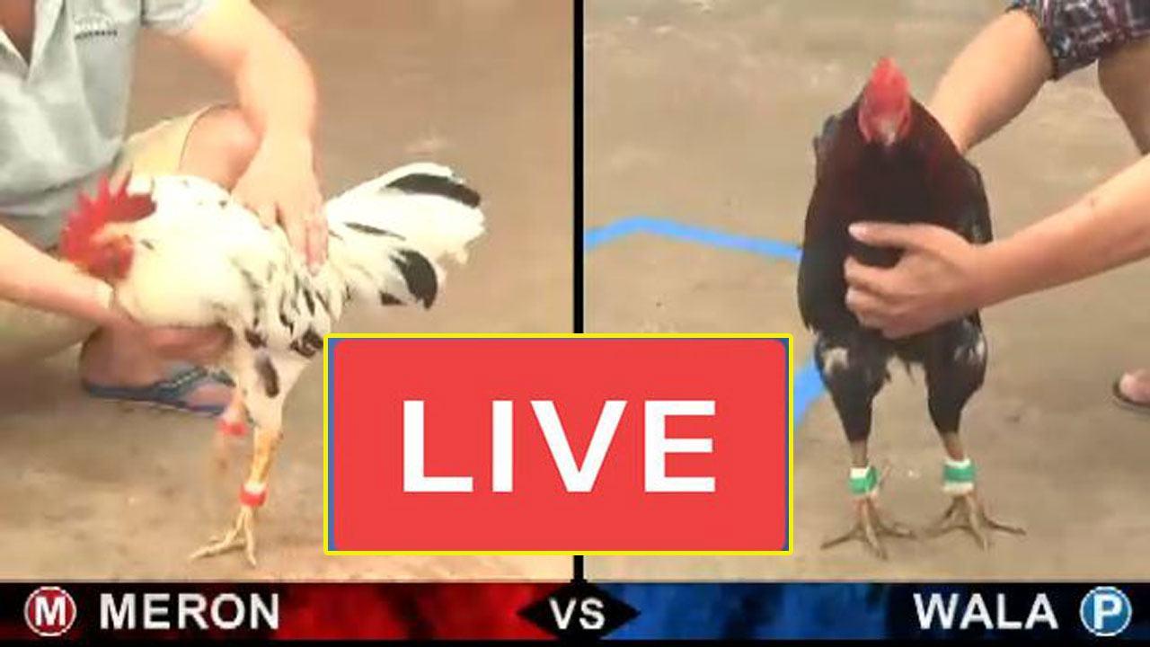 Xem đá gà trực tiếp thomo bằng cách nào ? 1 mp00903 2023 09 03 111427