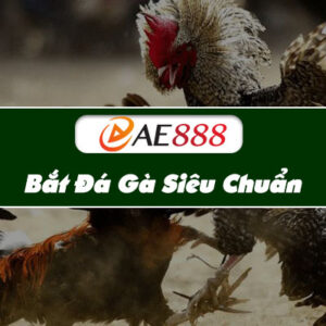 Đá Gà AE888 đang trở thành xu hướng của sư kê 13 Bat Da Ga Sieu Chuan