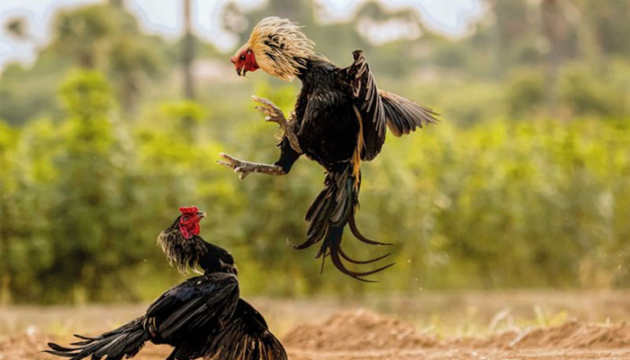 Cách huấn luyện gà đá cựa sắt thành tài ? 25 cach huan luyen ga da