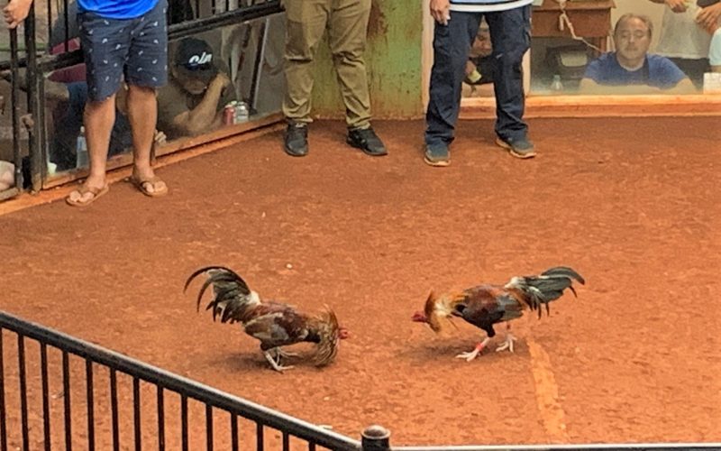 Đá gà trực tuyến Đông Nam Á nổi tiếng nhất thế giới ? 32 da ga cua sat