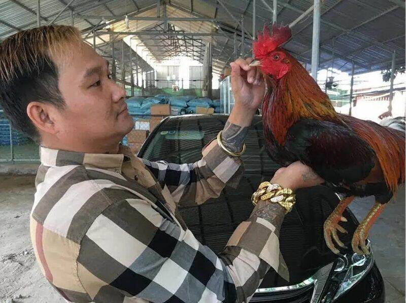 Những chiến kê nổi tiếng ở đấu trường Thomo ? 13 khai quat ve mit tra cu