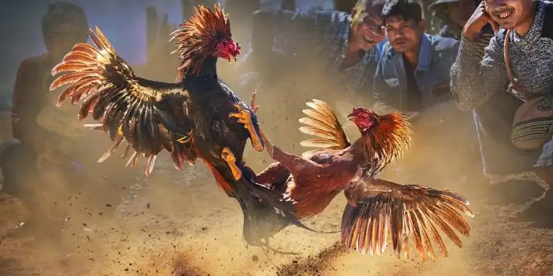 Thuật ngữ đá gà cơ bản cần biết khi mới bắt đầu chơi 24 thuatnguchoi da ga