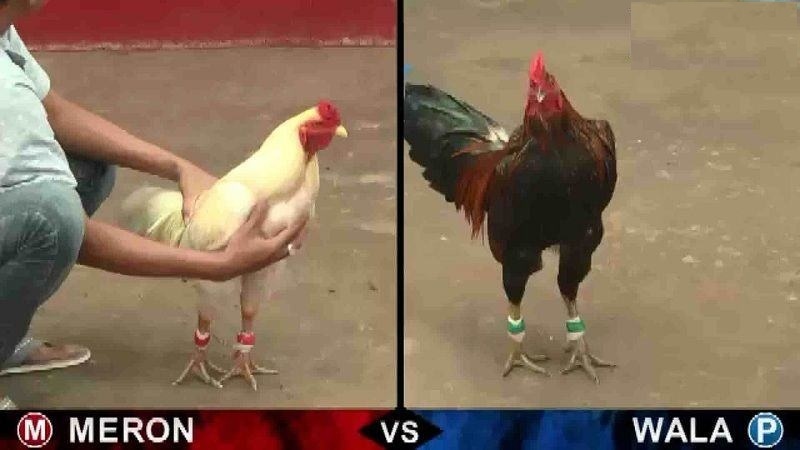 Bí Quyết Huấn Luyện Gà Đá Siêu Hay và Hiệu Quả Nhất 2024 20 ucw88