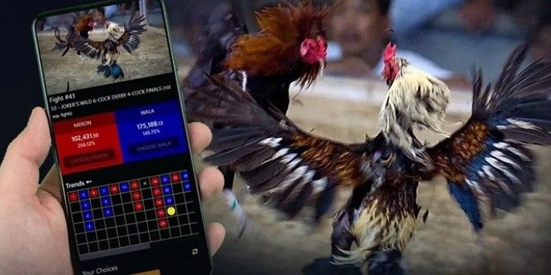 Xem đá gà trực tiếp nhanh nhất ở đâu ? 7 xem da ga truc tiep