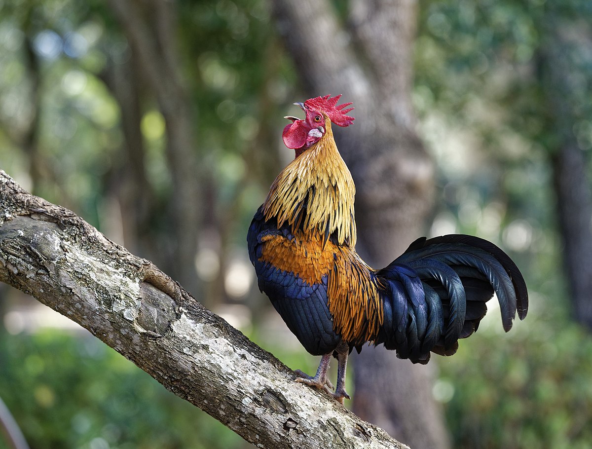 Chữa bệnh cầu trùng ở gà đá hết nhanh tuyệt đối 29 Junglefowl on tree