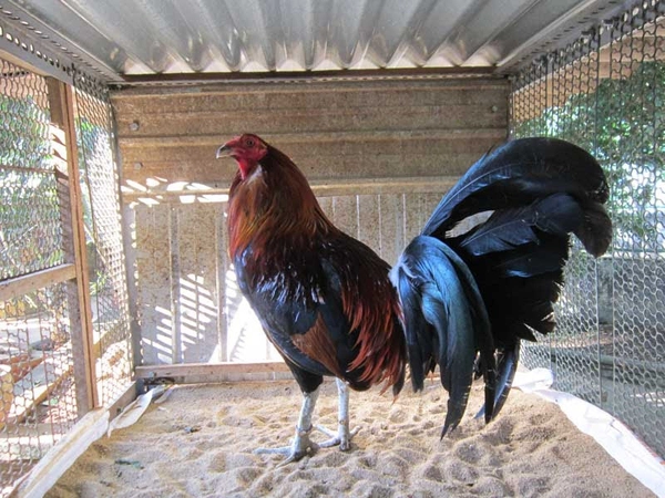 Cách chữa bệnh cúm gia cầm ở gà đá một cách triệt để 4 cach nuoi ga da