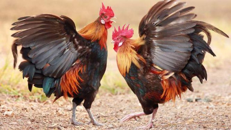 Cách chữa Bệnh mổ cắn nhau ở gà đá hiệu quả đỉnh cao 16 canmo gada