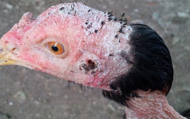 Cách Chữa Bệnh Mốc ở Gà Đá siêu hay 25 ga bi benh moc trang