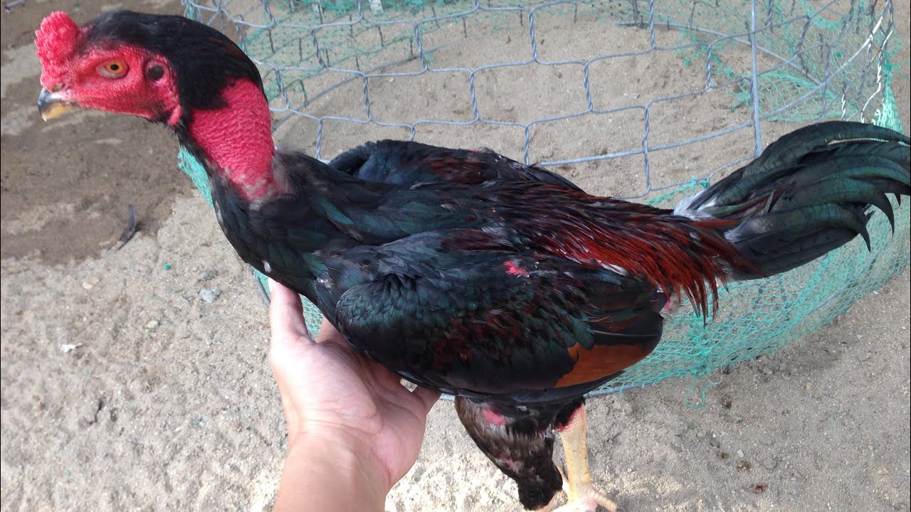 Cách chữa bệnh sổ mũi ở gà đá bằng bí quyết siêu hay 22 ga choi so mui