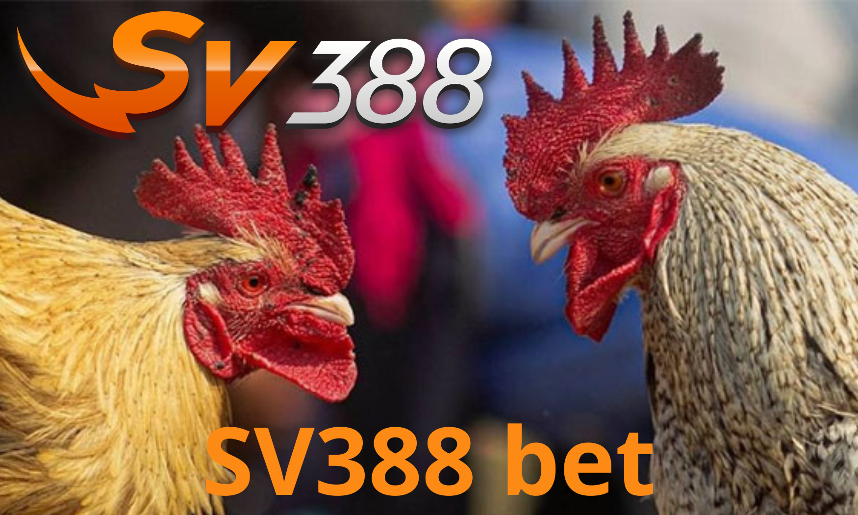 Nhà cái đá gà SV388 đáng chơi nhất 2024 28 Sv388 tot nhat viet nam