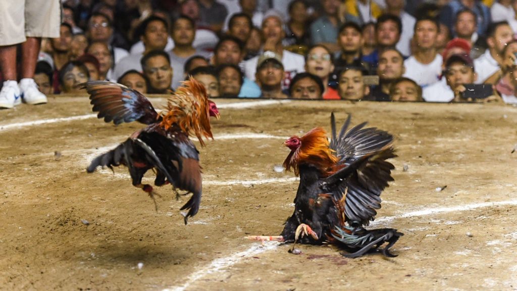 Chăm sóc gà đá cựa sắt sau khi đi thi đấu về 2024 8 cockfight birds fighting 1024x576 1