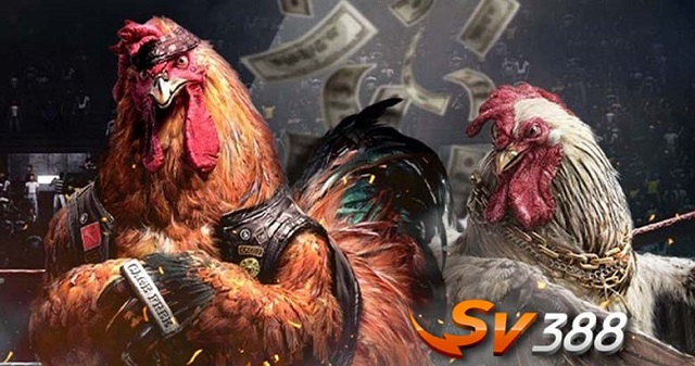Top nhà cái đá gà trực tuyến nổi bật 2024 1 sv388