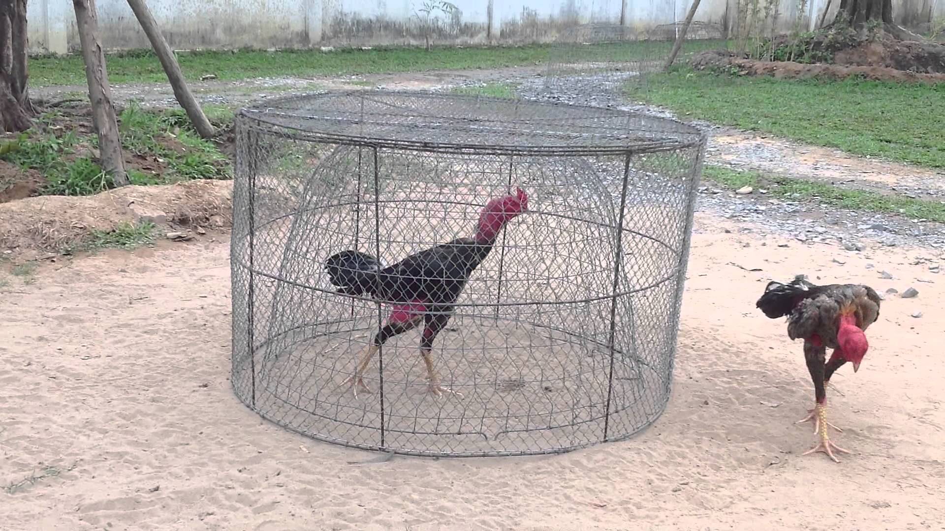 Cách huấn luyện gà đá dạn dĩ hơn khi vào trường đấu 2024 25 tap luc cho ga