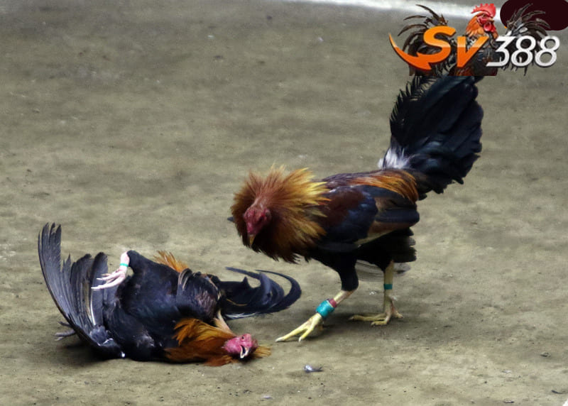 Đá Gà Trực Tiếp Thomo cập nhật mới nhất 2024 14 truc tiep da ga thomo hom nay