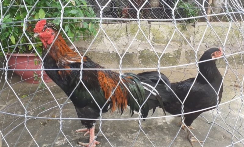 Bí quyết Phối Giống Gà Đá cho Ra Đàn Con Cực Phẩm 5 1 1 800x484 1