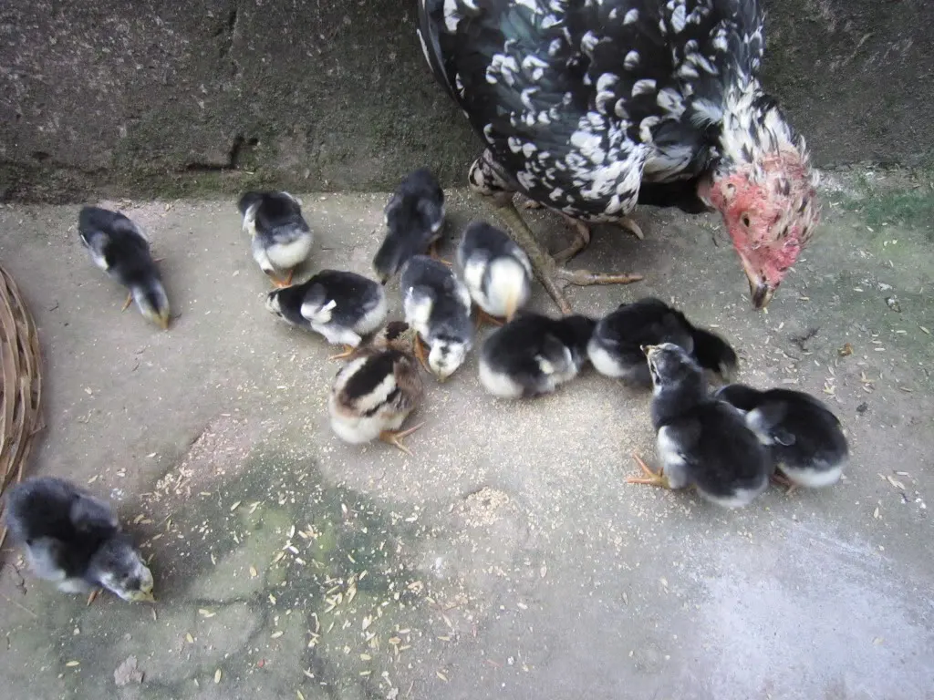 Nuôi gà đá con đúng quy trình chuẩn không cần chỉnh 2024 22 nuoi ga da con