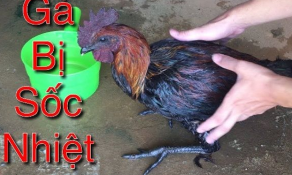 Cách trị gà đá bị sốc nhiệt siêu hay 2024 1 Cach tri ga da bi soc nhiet sieu hay 2024