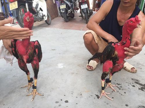 Xoa bóp gà chọi đúng kỹ thuật chuẩn sư kê 2024 7 bai thuoc om ga choi do