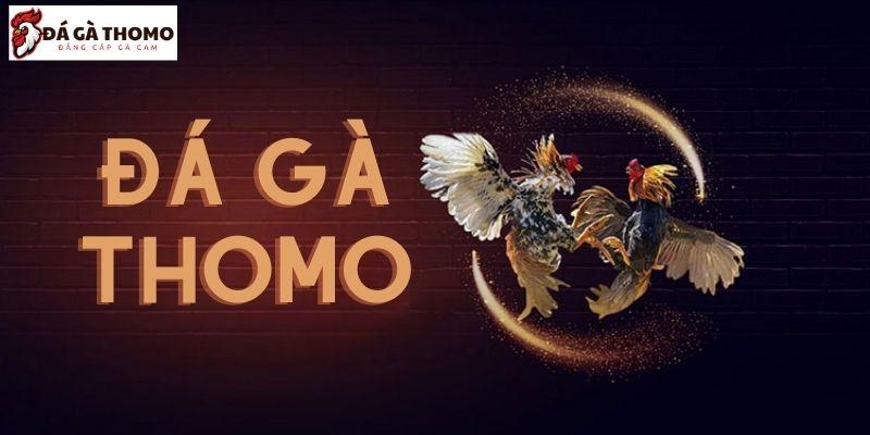 Những Điều Lưu Ý Khi Xem Trực Tiếp Đá Gà Thomo 2024 10 daga thomo