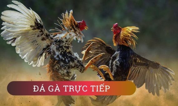 Đá gà trực tiếp thường gặp các trò gian lận cần biết 13 daga tructiep